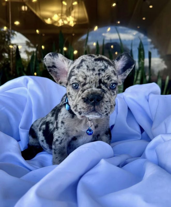 ZEUS